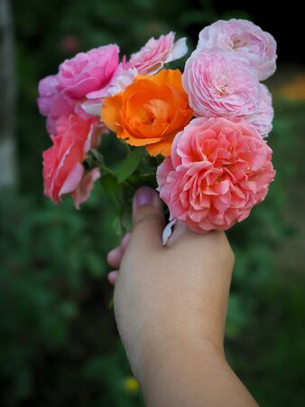The beautiful roses in my garden bloom in the morning sun.の写真素材