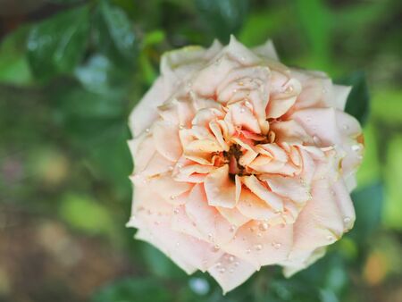 The beautiful roses in my garden bloom in the morning sun.の写真素材
