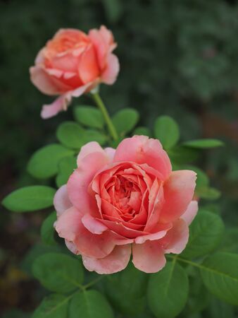 The beautiful roses in my garden bloom in the morning sun.の写真素材