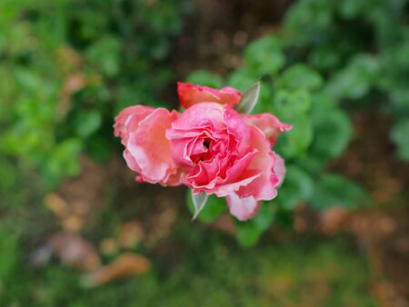 The beautiful roses in my garden bloom in the morning sun.の写真素材