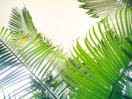 Palm trees leave beautiful leaves to welcome summerの写真素材
