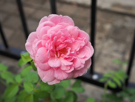 The beautiful roses in my garden bloom in the morning sun.の写真素材