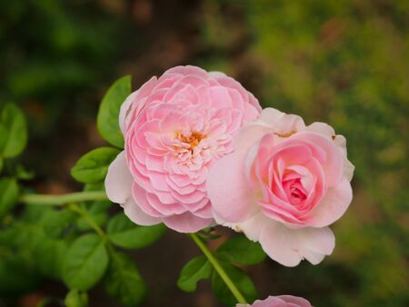 The beautiful roses in my garden bloom in the morning sun.の写真素材