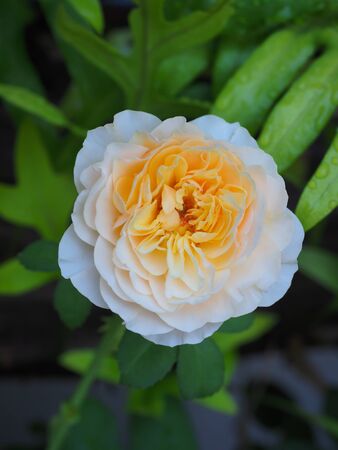 The beautiful roses in my garden bloom in the morning sun.の写真素材