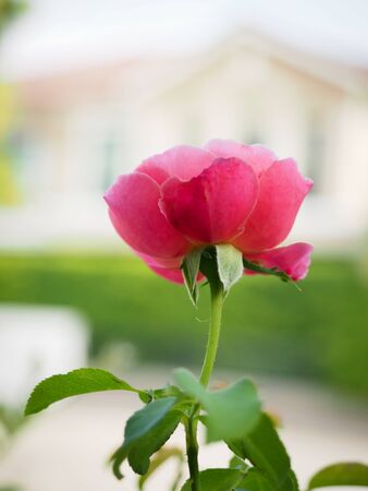 The beautiful roses in my garden bloom in the morning sun.の写真素材