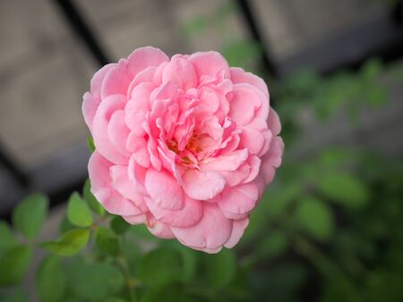 The beautiful roses in my garden bloom in the morning sun.の写真素材