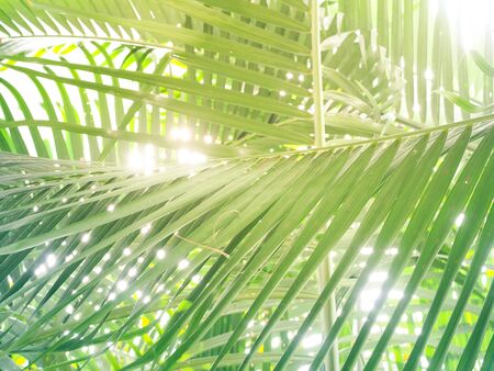 Palm trees leave beautiful leaves to welcome summerの写真素材