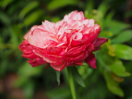 The beautiful roses in my garden bloom in the morning sun.の写真素材