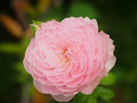 The beautiful roses in my garden bloom in the morning sun.の写真素材
