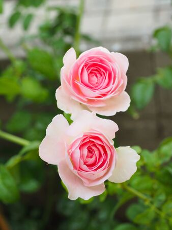 The beautiful roses in my garden bloom in the morning sun.の写真素材