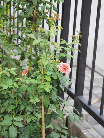 The beautiful roses in my garden bloom in the morning sun.の写真素材