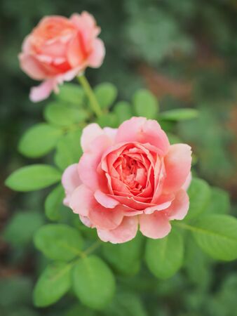 The beautiful roses in my garden bloom in the morning sun.の写真素材