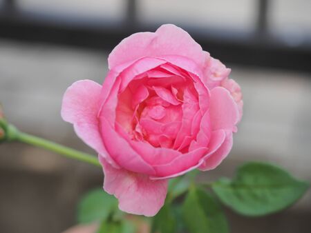 The beautiful roses in my garden bloom in the morning sun.の写真素材
