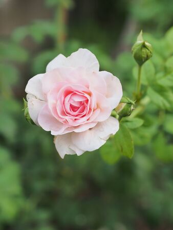 The beautiful roses in my garden bloom in the morning sun.の写真素材