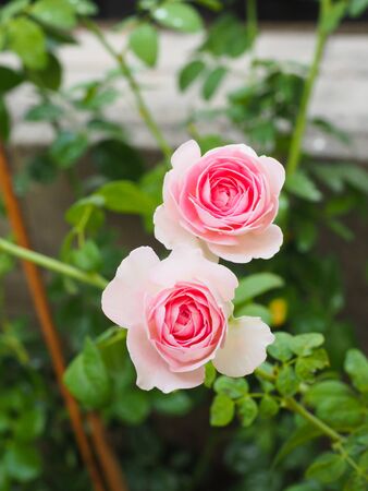 The beautiful roses in my garden bloom in the morning sun.の写真素材