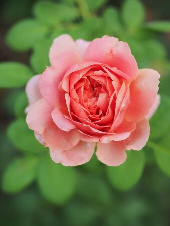 The beautiful roses in my garden bloom in the morning sun.の写真素材