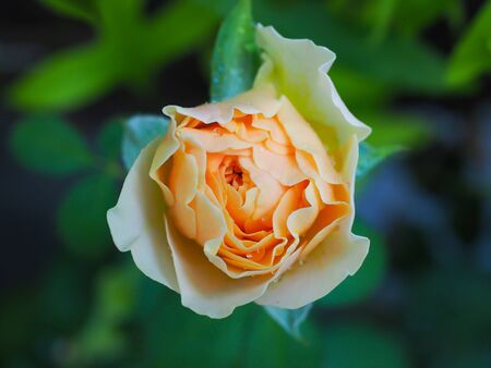 The beautiful roses in my garden bloom in the morning sun.の写真素材