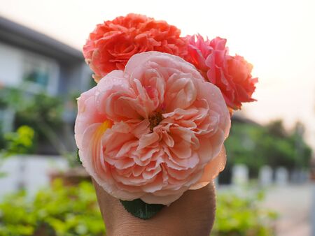 The beautiful roses in my garden bloom in the morning sun.の写真素材