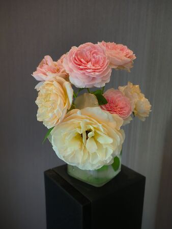 The beautiful roses in my roomの写真素材