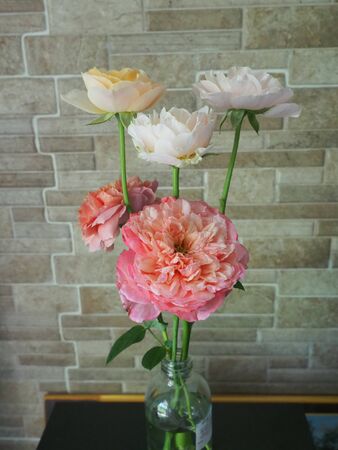 The beautiful roses in my roomの写真素材