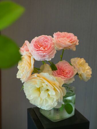 The beautiful roses in my roomの写真素材