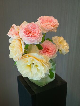 The beautiful roses in my roomの写真素材