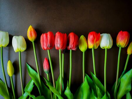 The beautiful tulip in my room.の写真素材