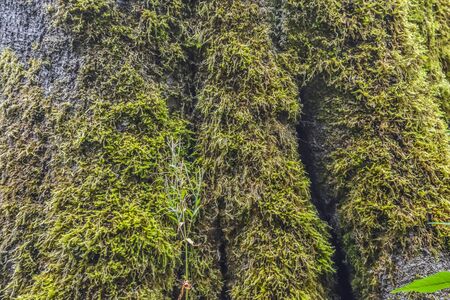Moss on wood wall texture background.の写真素材