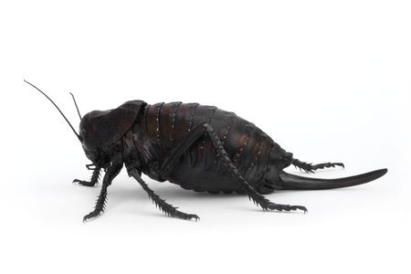 Cricket 