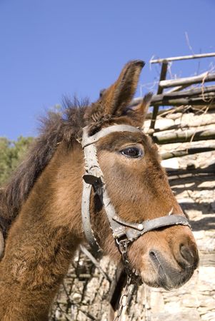 Pack donkey in village Leshtenの写真素材