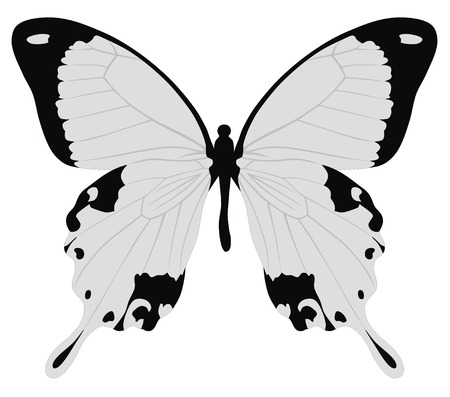 Color vector illustration of butterflyのイラスト素材