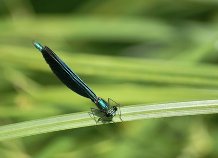 Dragonfly resting on a blade of grass                           の写真素材
