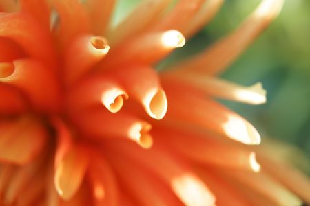 Abstract macro of flowerの写真素材