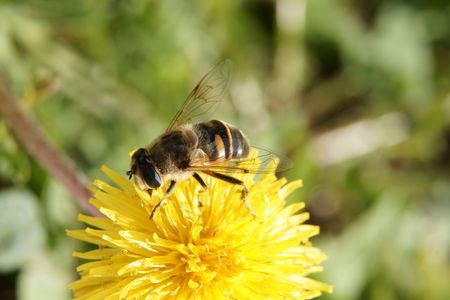 Bee at working