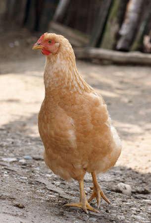 Hen shooting in the countrysideの写真素材