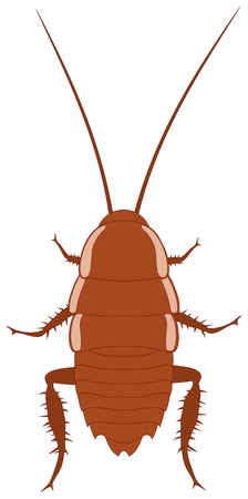 illustration of brown cockroachのイラスト素材