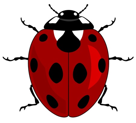 illustration of a ladybirdのイラスト素材