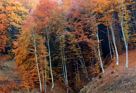 Autumn scene in Rodopi mountain, Bulgaria