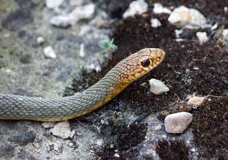 Close up of common european adderの写真素材