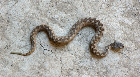 Brown viperover soil backgroundの写真素材