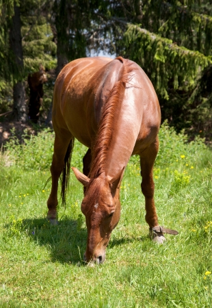 Brown horse on nature backgroundの写真素材