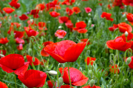 Wild poppies growing in the fields in the countrysideの写真素材