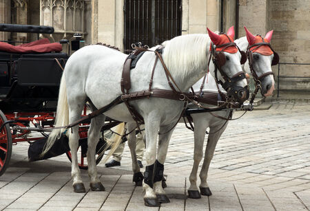 Carriage horses at Stephansdom Cathedral in Vienna, Austria.のeditorial素材