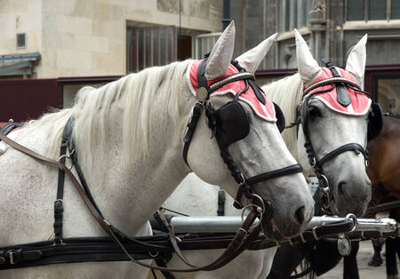 Carriage horses at Stephansdom Cathedral in Vienna, Austria.の写真素材