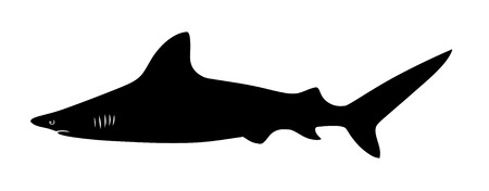 Abstract vector illustration of sharkのイラスト素材