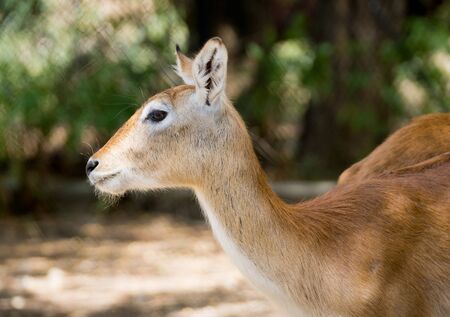 Red deer hind standing in a fieldの写真素材