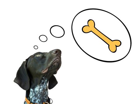 Conceptual image of german short hair pointer dreaming about boneの写真素材