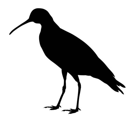 Vector illustration of slender billed curlew silhouetteのイラスト素材