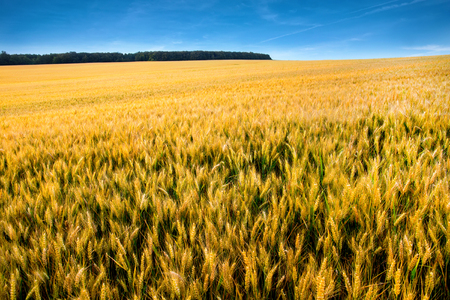 Field of wheat plantation in north Bulgaria  の写真素材