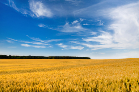 Field of wheat plantation in north Bulgariaの写真素材
